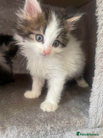 Mixed Breed cats - Advert 2