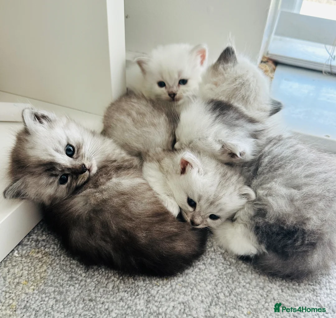 Persian cats for sale: Silver tipped Persians - Advert 6
