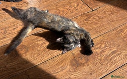Mixed Breed cats for sale: 1/4 Maine Coon x playful, dog friendly girl - Image 6