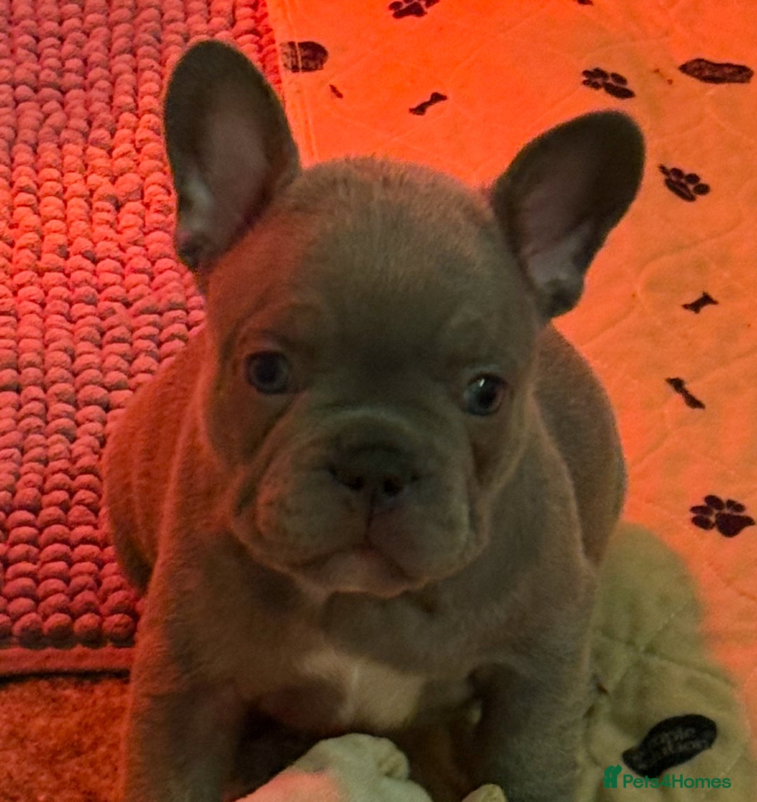 French Bulldog dogs for sale: French Bulldog Puppies  - Advert 4