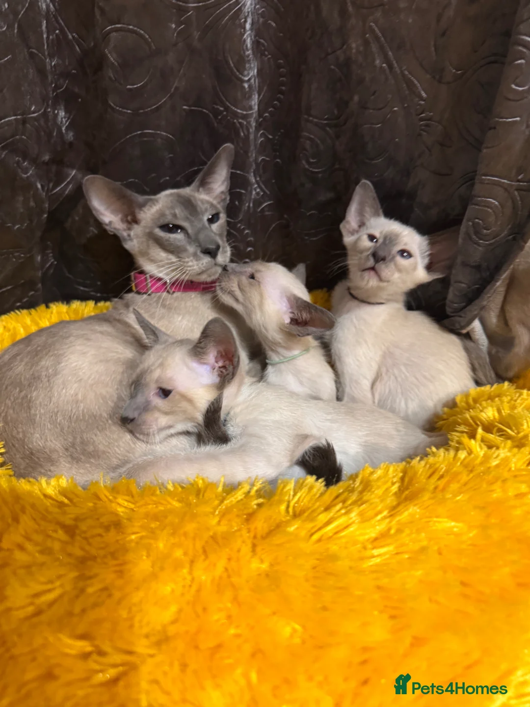 Siamese cats for sale: 6 stunning Siamese kittens available  - Advert 1