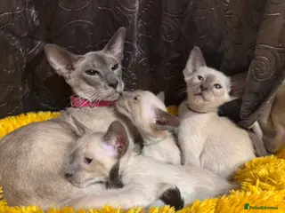 Siamese cats 6 stunning Siamese kittens available - Advert 13