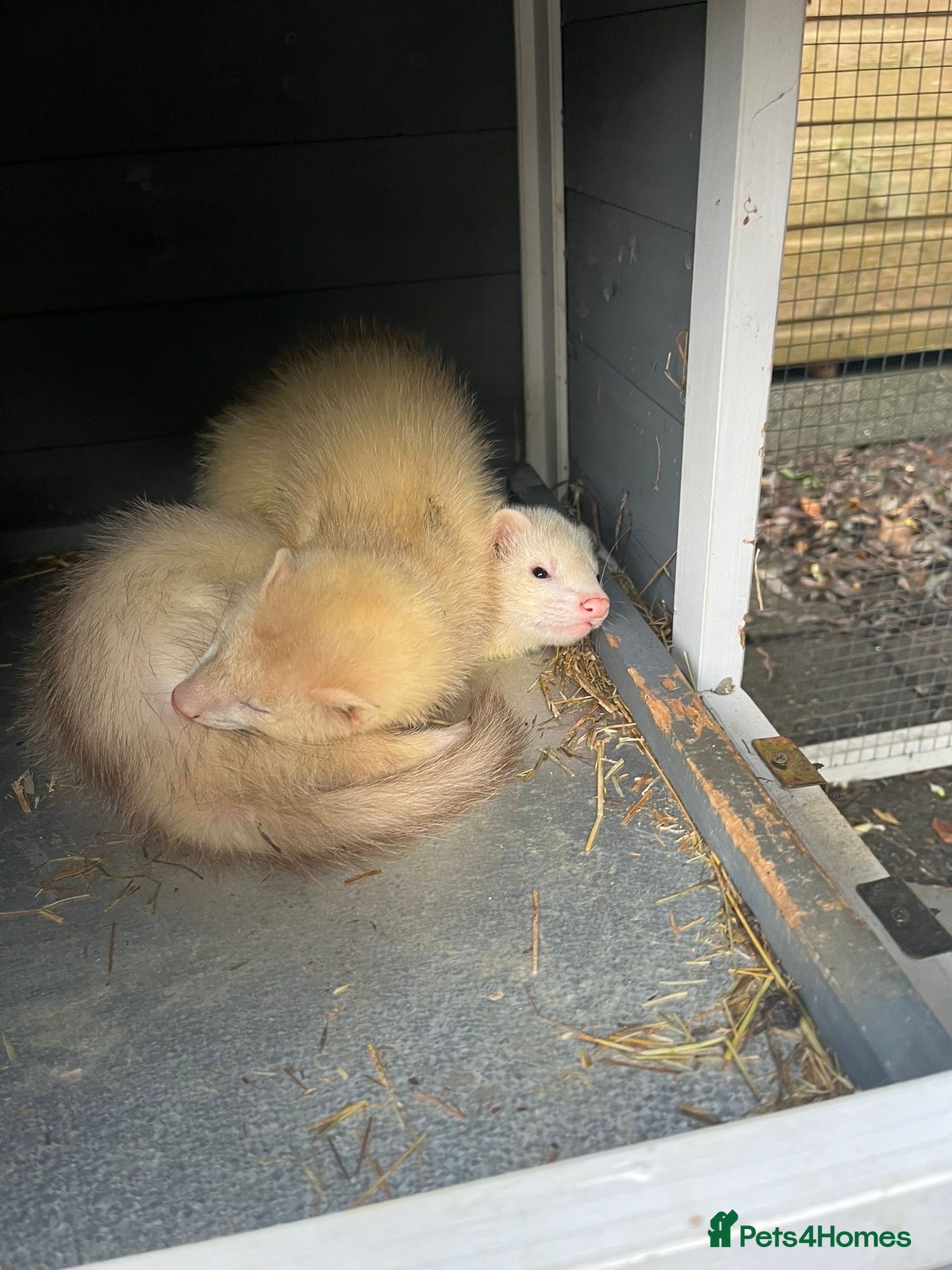 Ferret rodents Ferrets for sale  - Advert 2