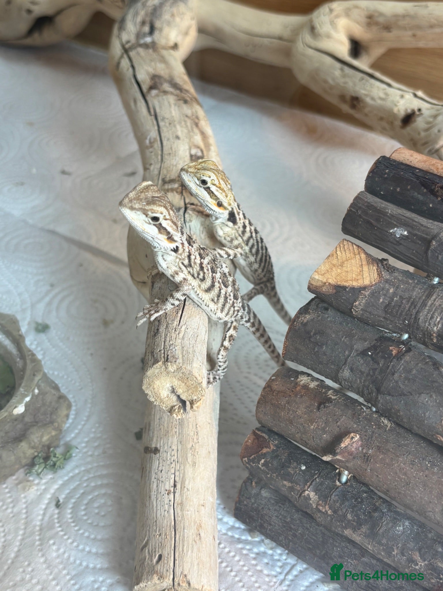 Bearded Dragon reptiles Baby bearded dragons  - Advert 2