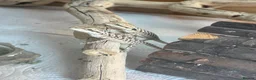 Bearded Dragon reptiles for sale: Baby bearded dragons  - Advert 2