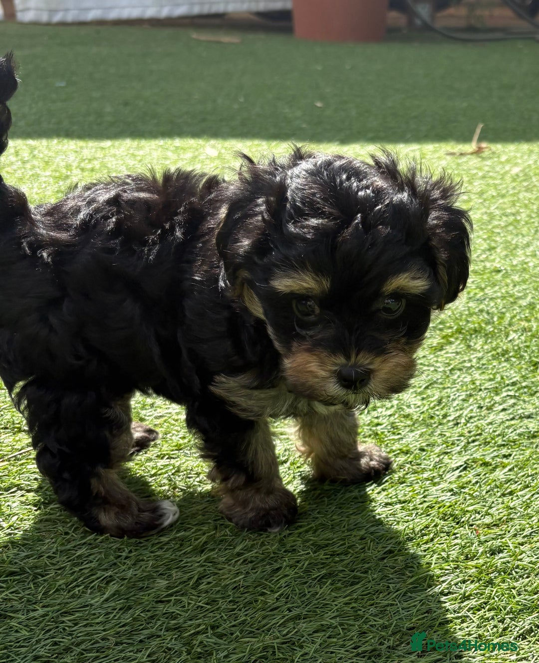 Maltipoo dogs for sale: Tiny maltipoo puppies  - Image 4
