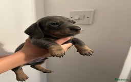Dachshund dogs for sale: 5 stunning Dachshund puppies - Image 11