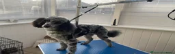 Lhasapoo dogs for sale: Stunning Lhasapoo Puppies Available.  in Barnsley - Advert 12