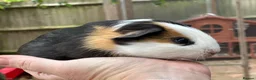 Guinea Pig rodents for sale: Baby boys - Advert 3