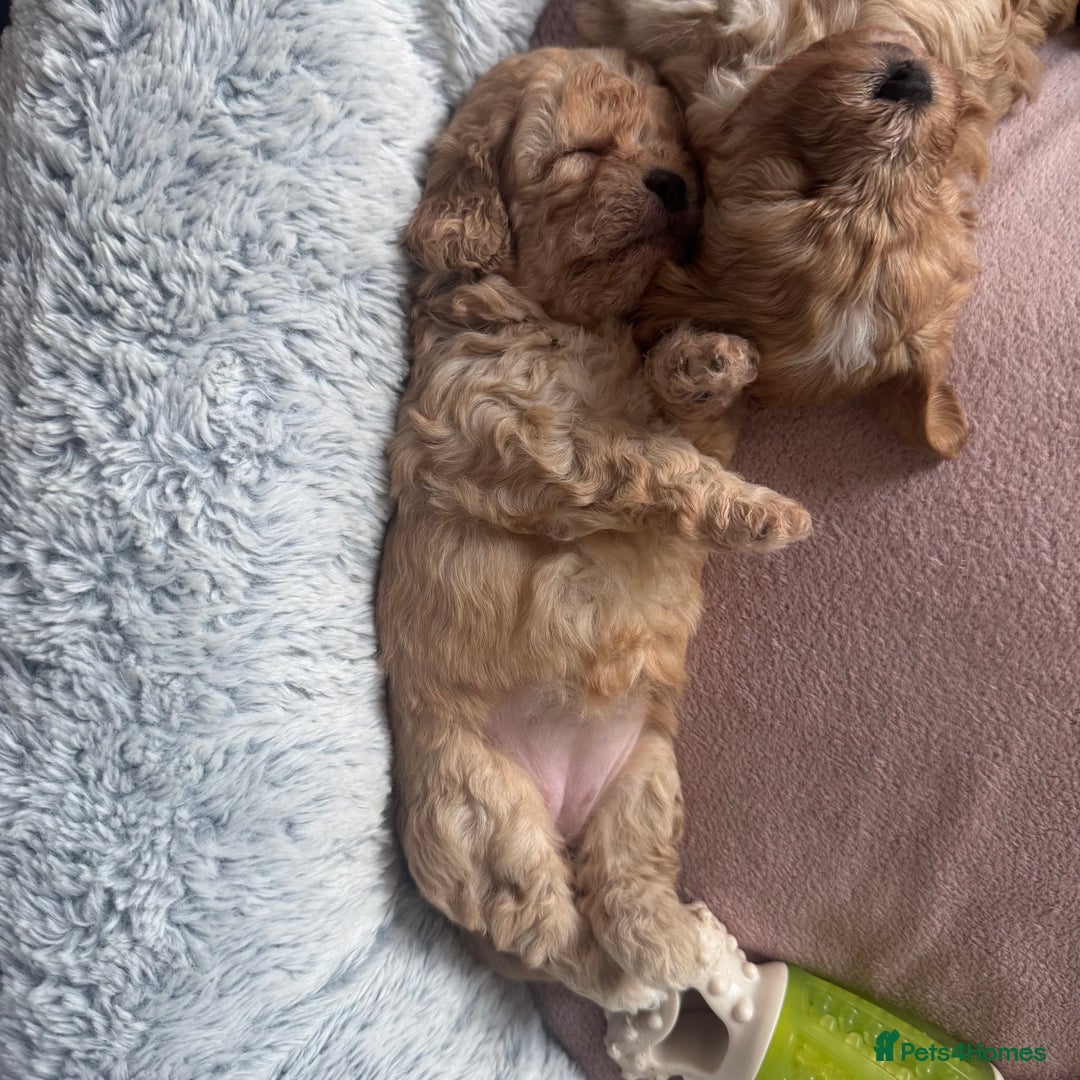 Mixed Breed dogs for sale: Ship/Cavapoo - Image 7