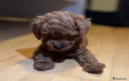 Toy Poodle dogs for sale: Poodle Toy Puppy calm, gentle, with full doc. - Image 15