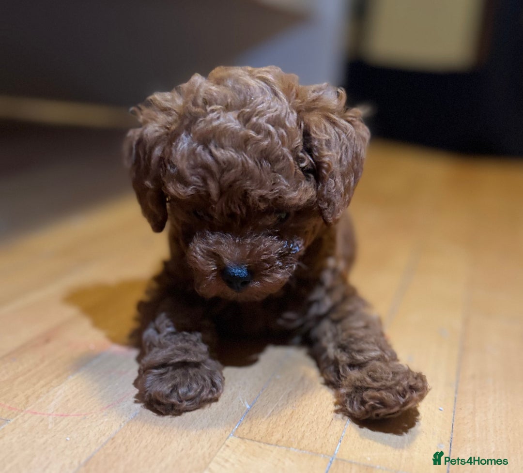 Toy Poodle dogs for sale: Poodle Toy Puppy calm, gentle, with full doc. - Image 15