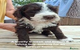 Portuguese Water Dog dogs for sale: Portuguese Water Dog puppies for sale in Southwold - Image 1
