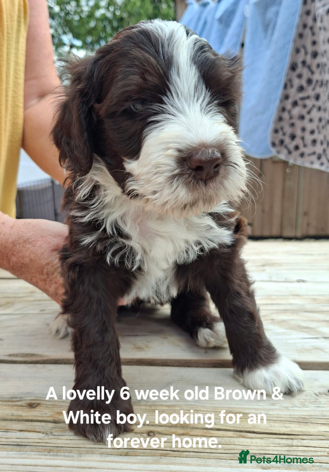 Portuguese Water Dog dogs for sale: Portuguese Water Dog puppies for sale in Southwold - Image 1