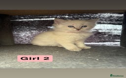 Ragdoll cats for sale: *stunning* litter of 7 ragdoll kittens  - Image 13