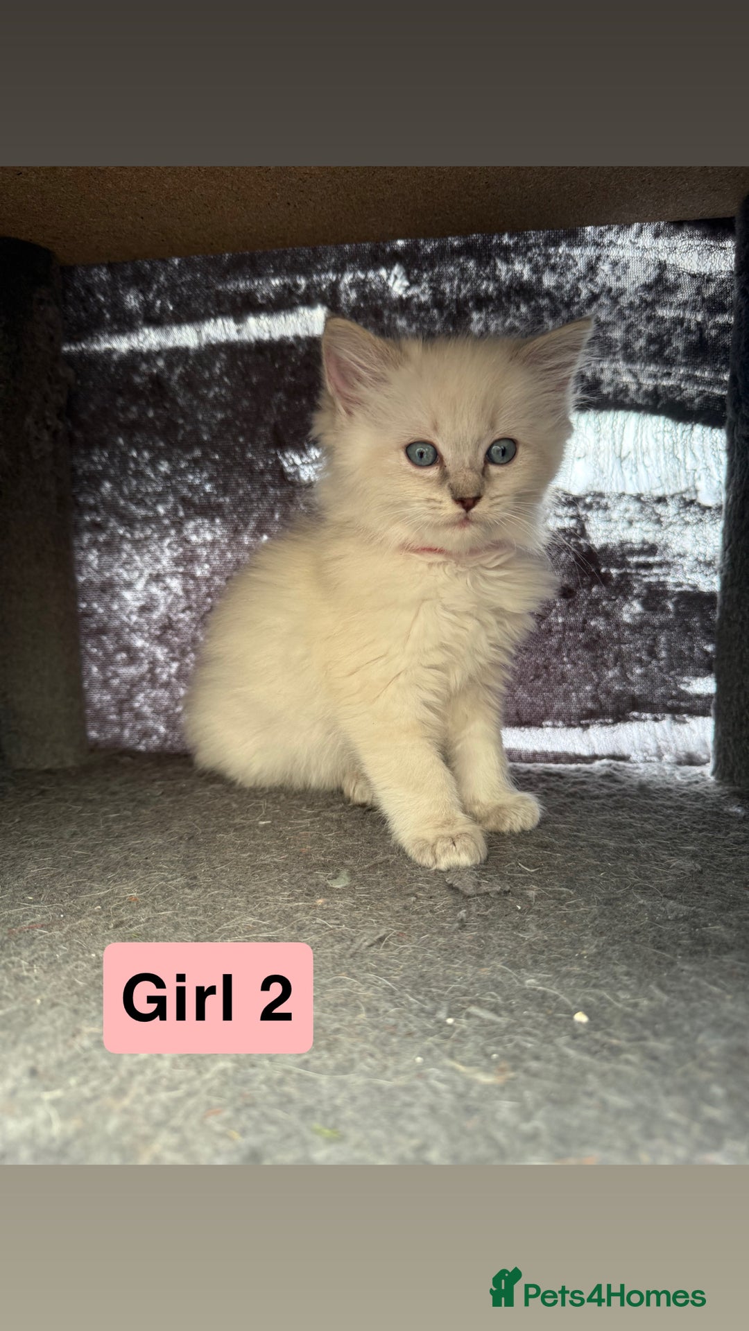 Ragdoll cats for sale: *stunning* litter of 7 ragdoll kittens  - Image 13