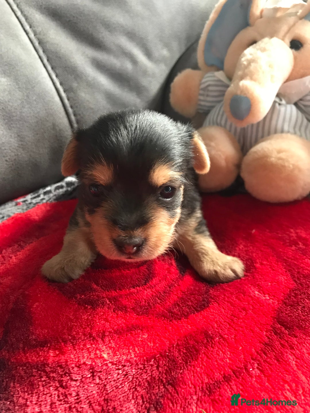 Yorkshire Terrier dogs for sale: Yorkshire Terrier  - Image 5
