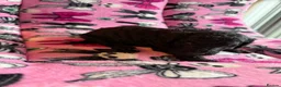 Standard Poodle dogs for sale: Kennel Club Registered Standard Poodle Puppies - Advert 29