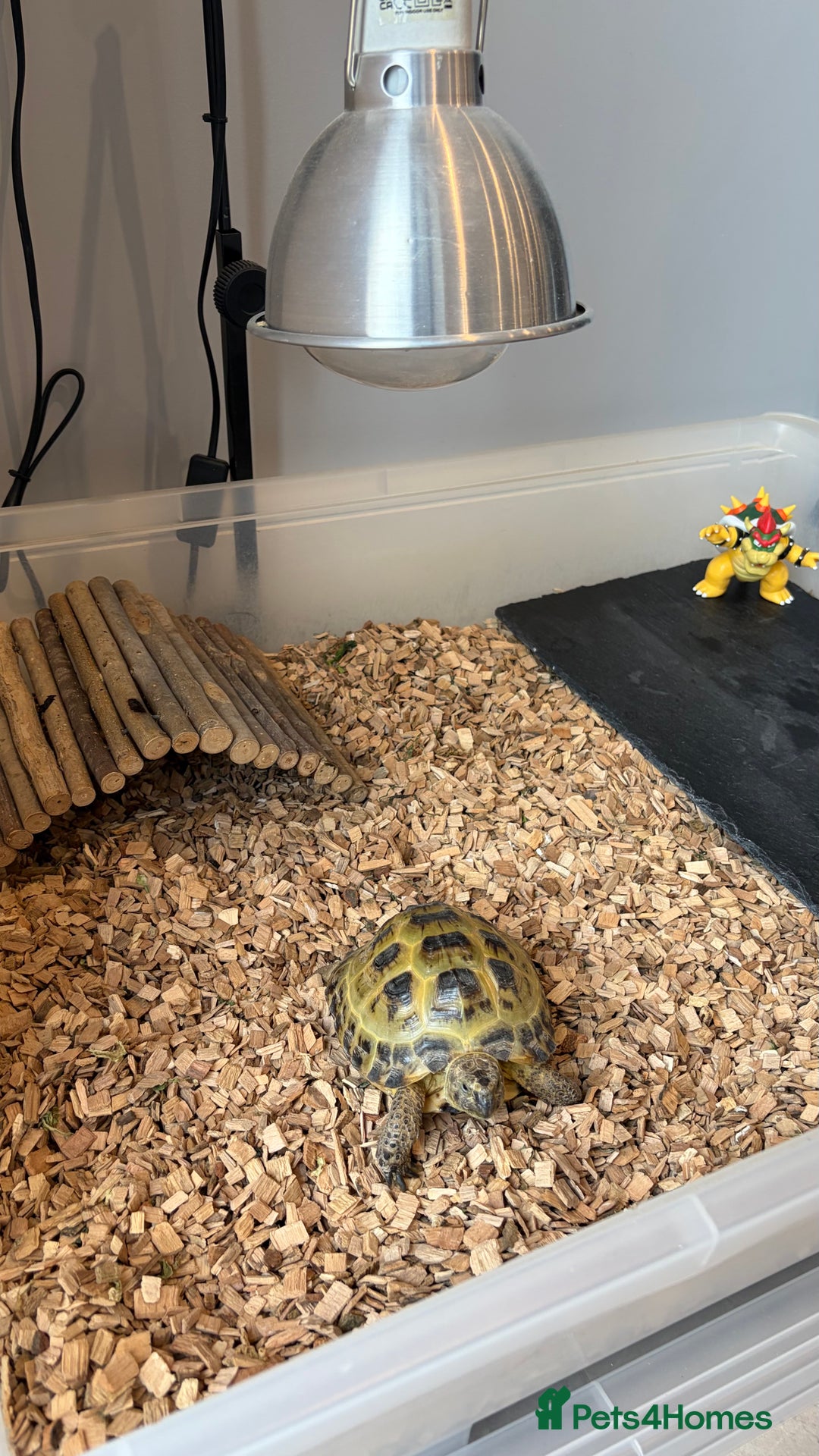 Tortoise reptiles for sale: Horsefield Tortoise, Male, 2y/o + Full Setup - Image 8