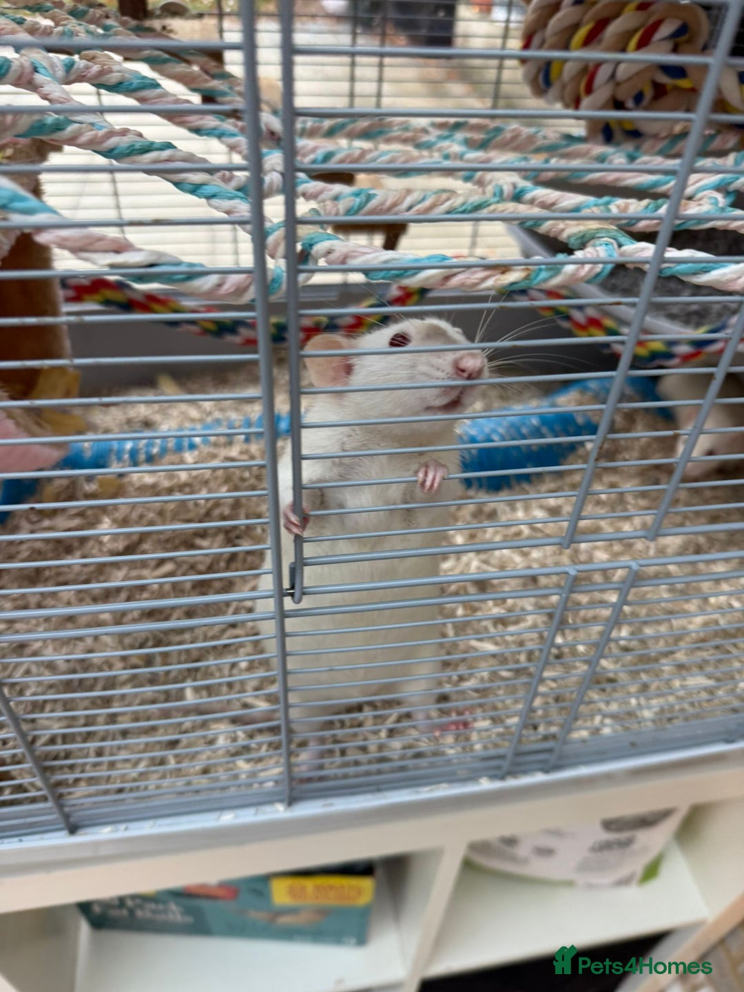 Rat rodents for sale:  2 FEMALE Rats- need Patient & Confident Owner - Advert 5