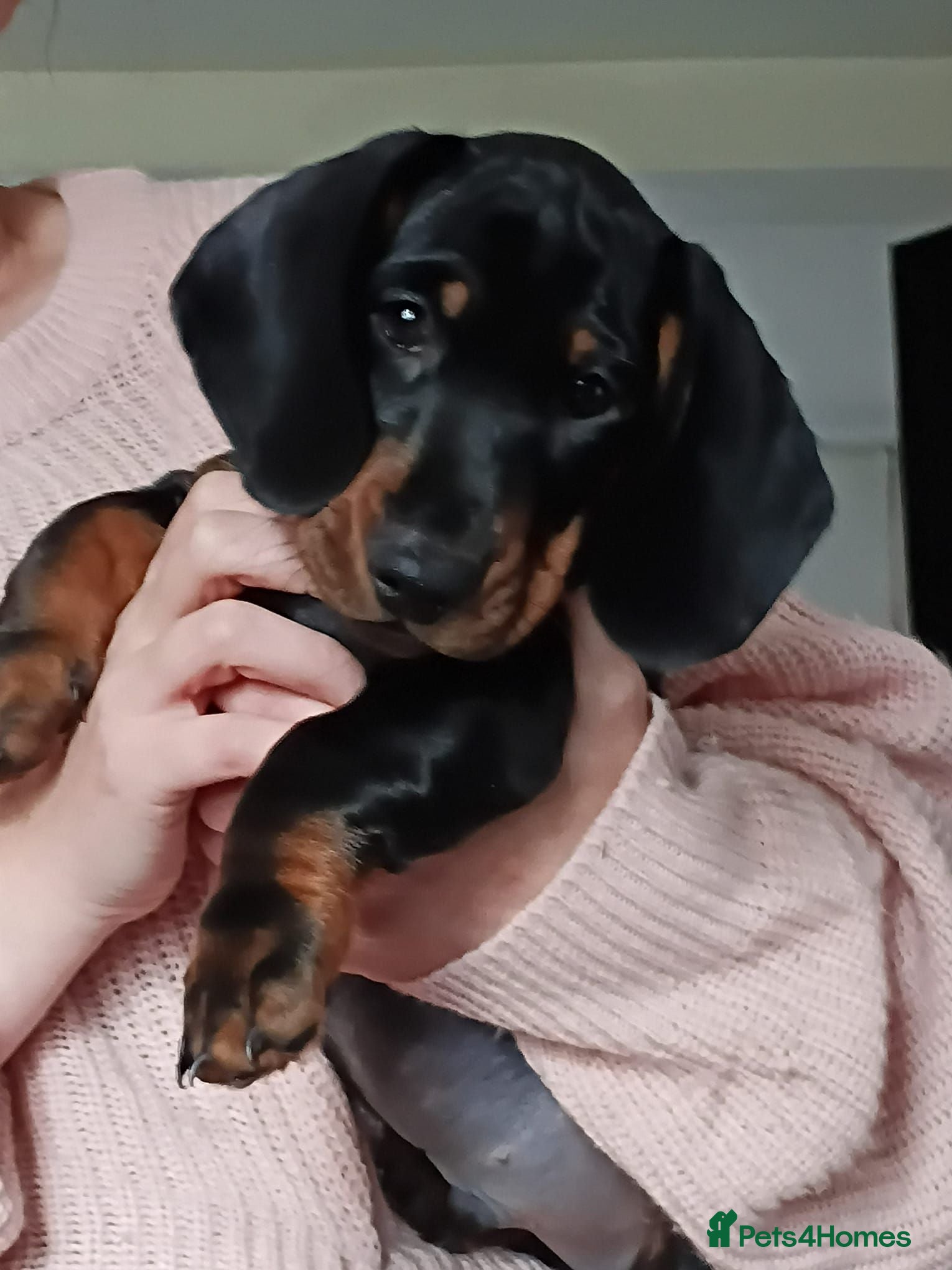 Miniature Dachshund dogs Beautiful black and tan male dashound  - Advert 6