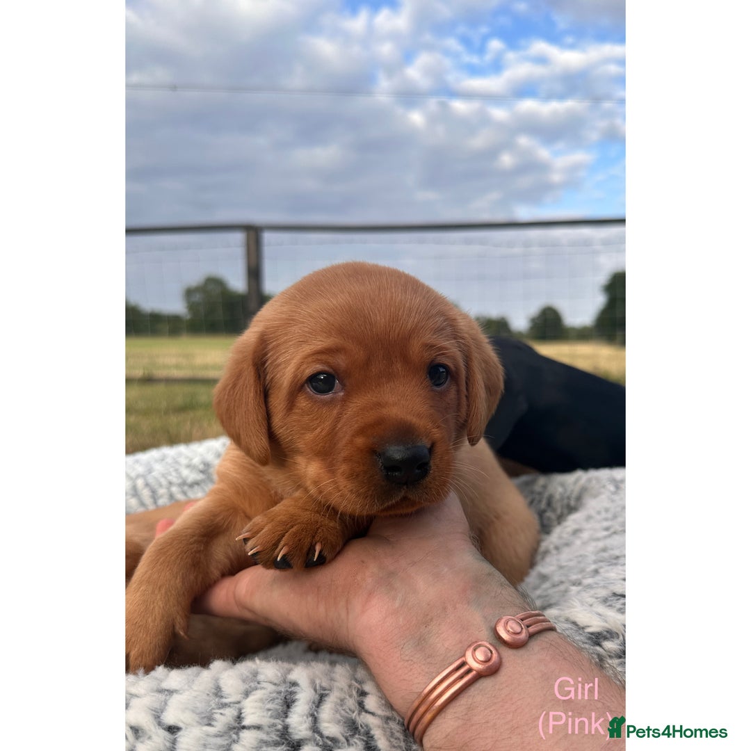 Labrador Retriever dogs for sale: Fox red Labrador puppies for sale - Image 4