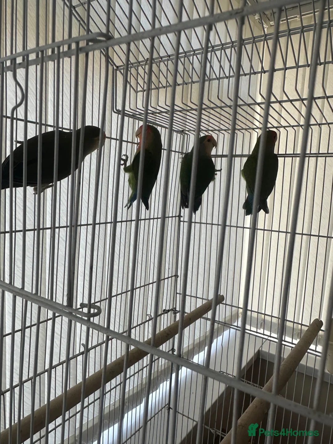 Lovebirds birds for sale: four lovebirds with cage  - Advert 4