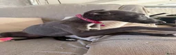 Whippet dogs for sale: Kennel club registered female puppy  - Advert 7