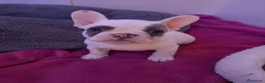 French Bulldog 2