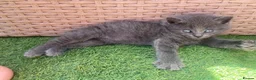Mixed Breed cats for sale: 4 fluffy kittens - Advert 2