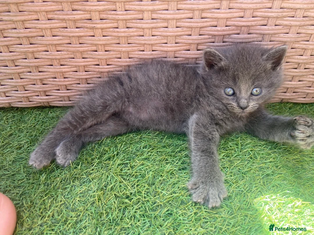 Mixed Breed cats for sale: 4 fluffy kittens - Advert 2