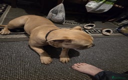 Mixed Breed dogs for sale: Hallie English bulldog X bully  - Image 4