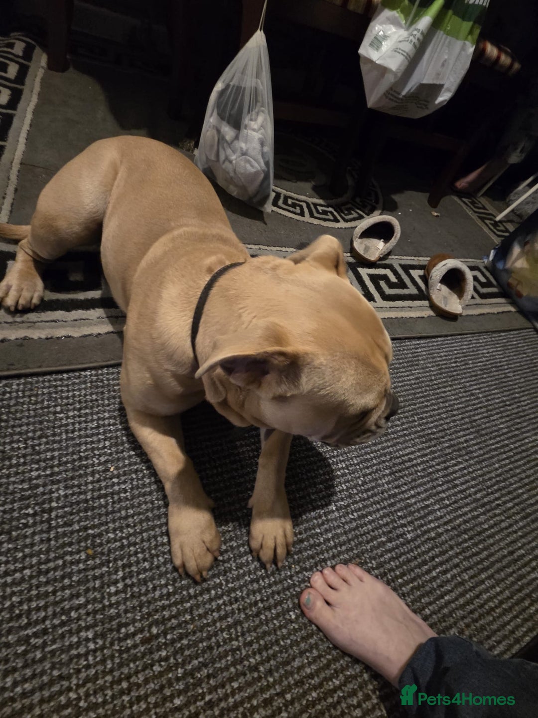 Mixed Breed dogs for sale: Hallie English bulldog X bully  - Image 4