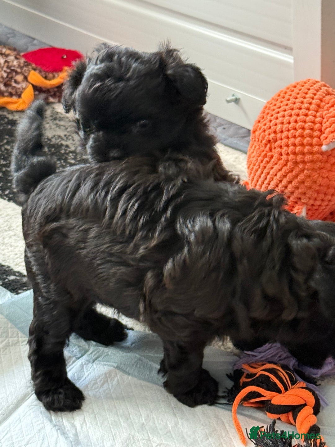 Maltipoo dogs for sale: Outstanding Malshipoo puppies - Image 25