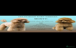 Cavapoo dogs for sale: ⭐️ Stunning ⭐️ F1b Cavapoos ⭐️ Ready Thursday ⭐️ - Image 20