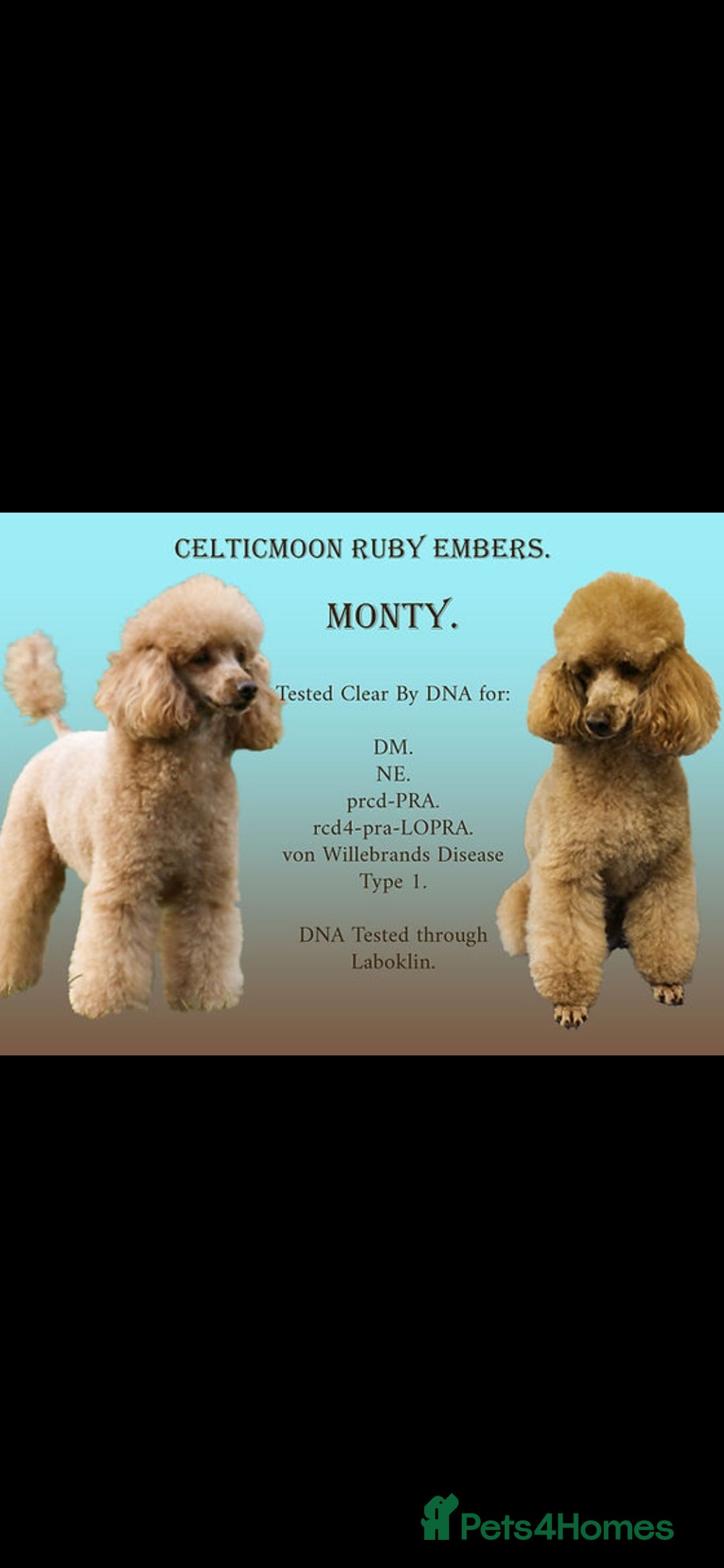 Cavapoo dogs for sale: ⭐️ Stunning ⭐️ F1b Cavapoos ⭐️ Ready Thursday ⭐️ - Image 20