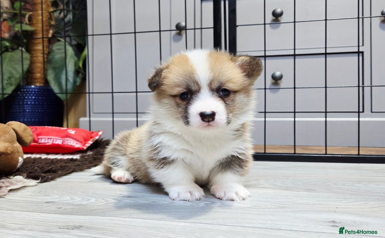 Welsh Corgi Pembroke dogs Stunning KC Registered Babies Available.  - Advert 12