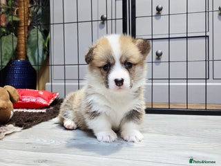 Welsh Corgi Pembroke dogs Stunning KC Registered Babies Available. - Advert 13