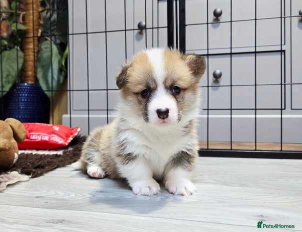 Welsh Corgi Pembroke dogs Stunning KC Registered Babies Available. - Advert 1