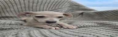 Pale fawn female puppy-Jenny