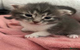 Domestic Shorthair cats for sale: Fluffy kittens for sale - Image 4