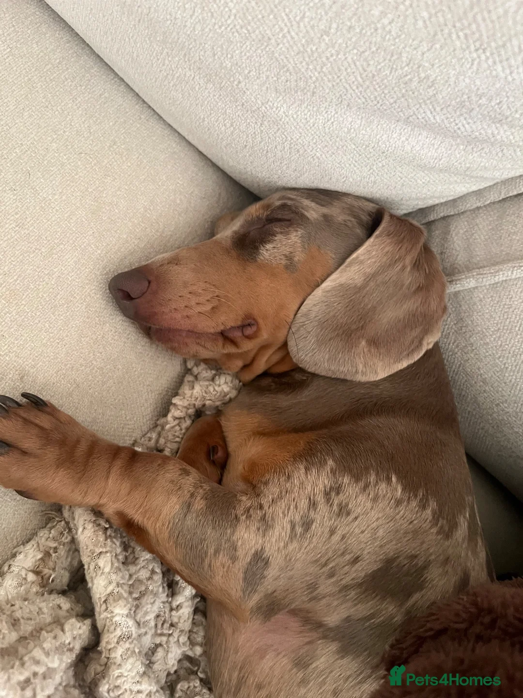 Miniature Dachshund dogs for stud: Lilac Dapple miniature Dachshund for Stud - Advert 8