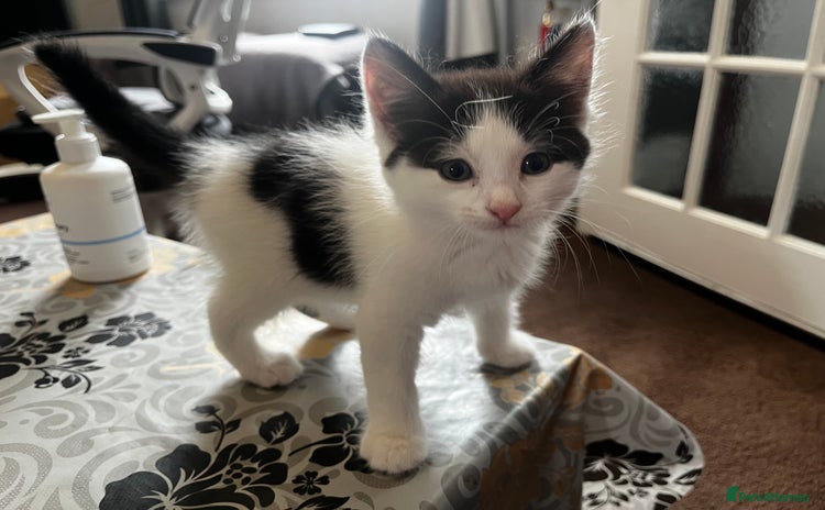 Domestic Shorthair cats - Advert 6