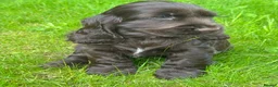 Cocker Spaniel dogs for sale: BEAURIUFL KC REG HEALTH TESTER COCKER SPANIELS  - Advert 17