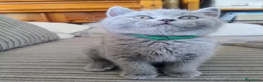 Crouchy (Green Collar)