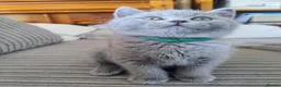 British Shorthair cats for sale: GCCF Registered Britsh Shorthairs £990 for both - Advert 14
