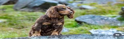 Cocker Spaniel dogs for sale: Chocolate and Tan cocker spaniel dog pup  - Advert 4