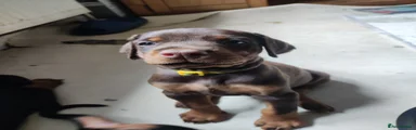 Dobermann Puppy 7