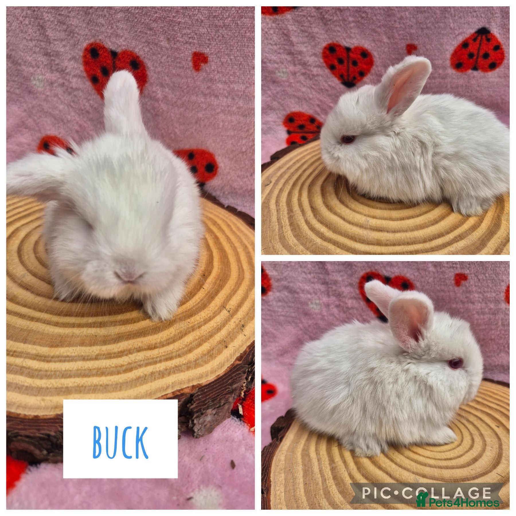 Mini Lop rabbits Last 3 REW ready to reserve  - Advert 2