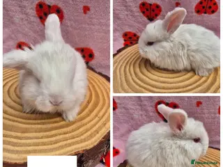 Mini Lop rabbits Last 3 REW ready to reserve - Advert 2